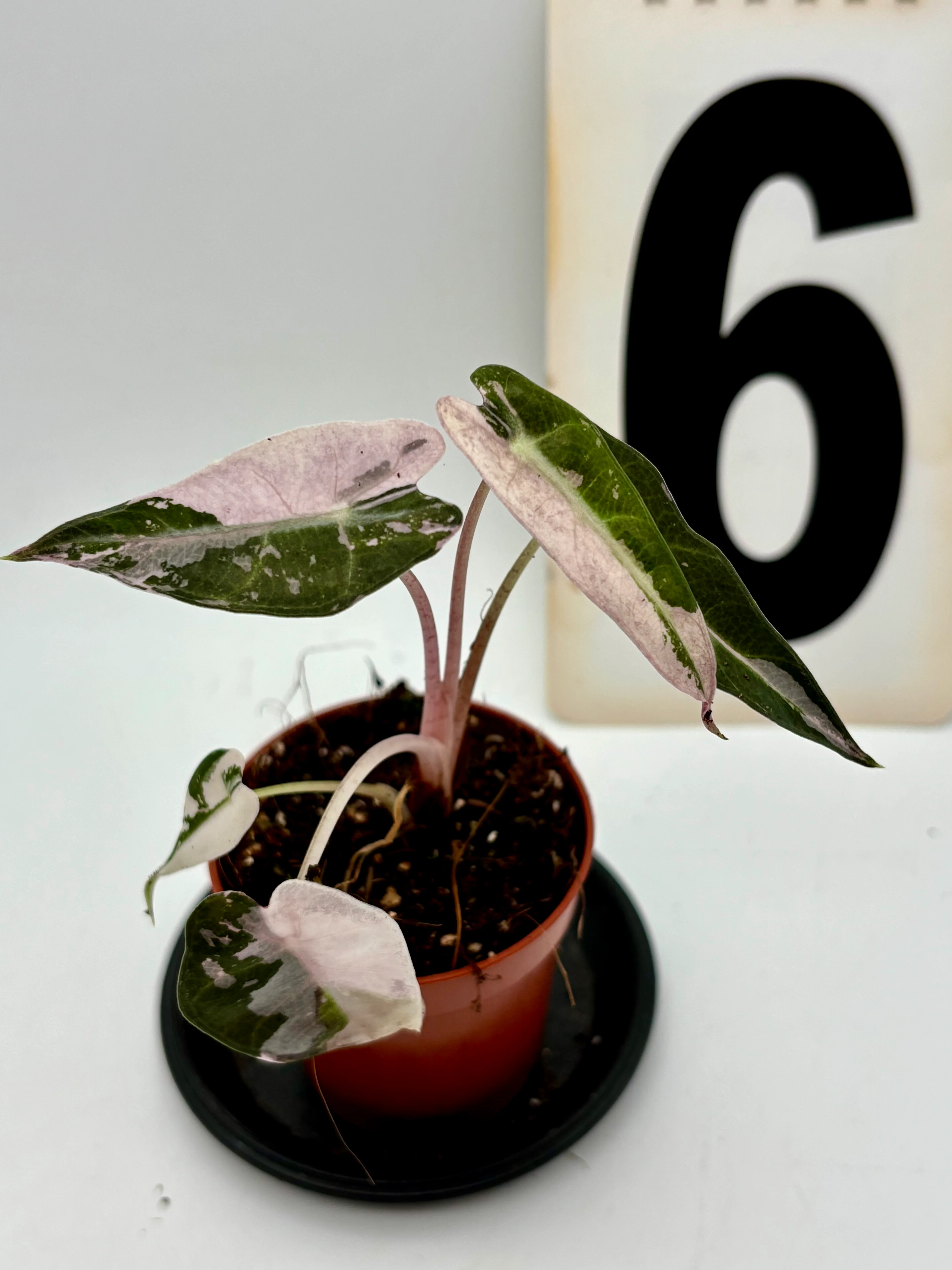 Vorschaubild 6