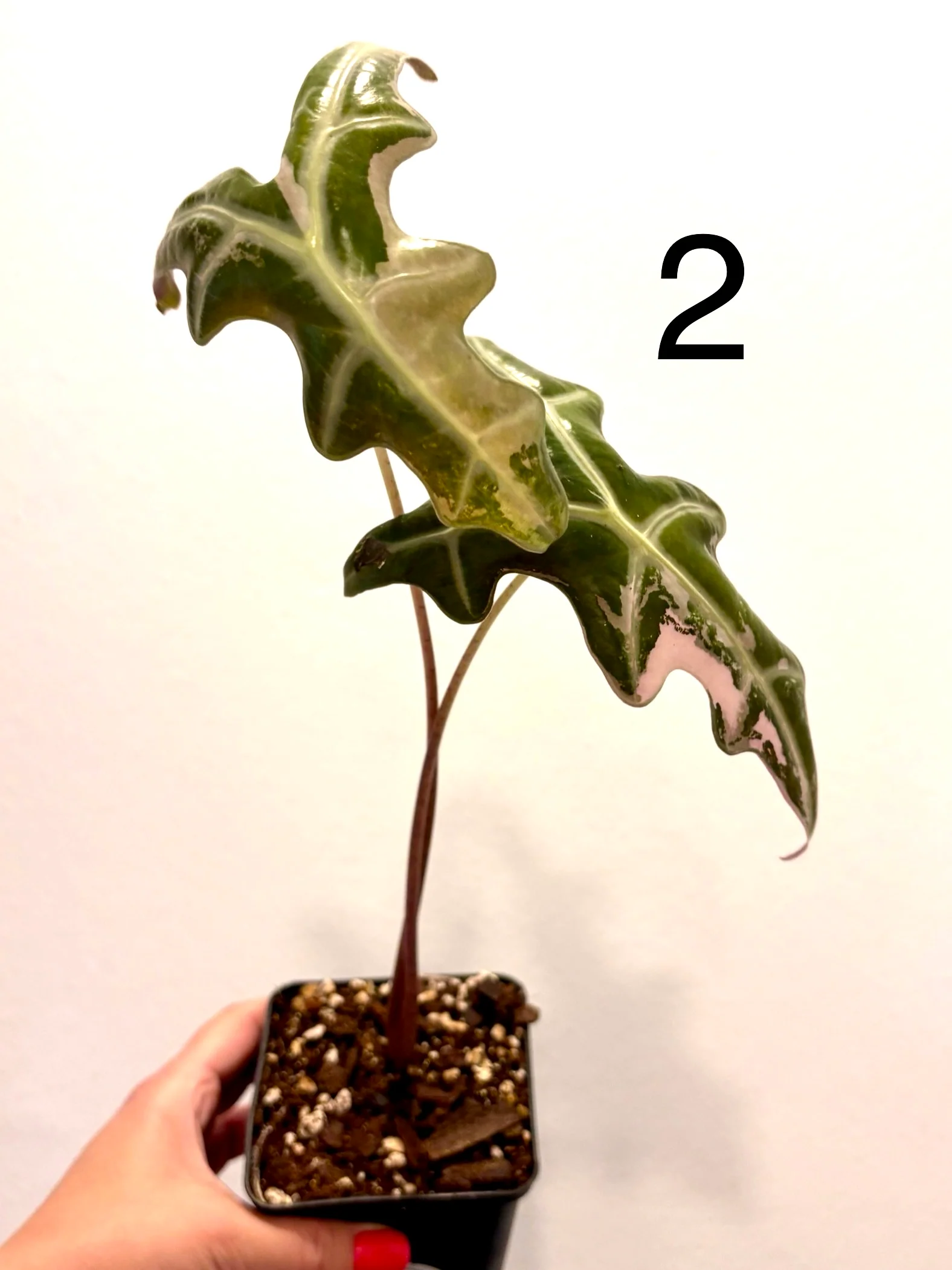 Vorschaubild 10