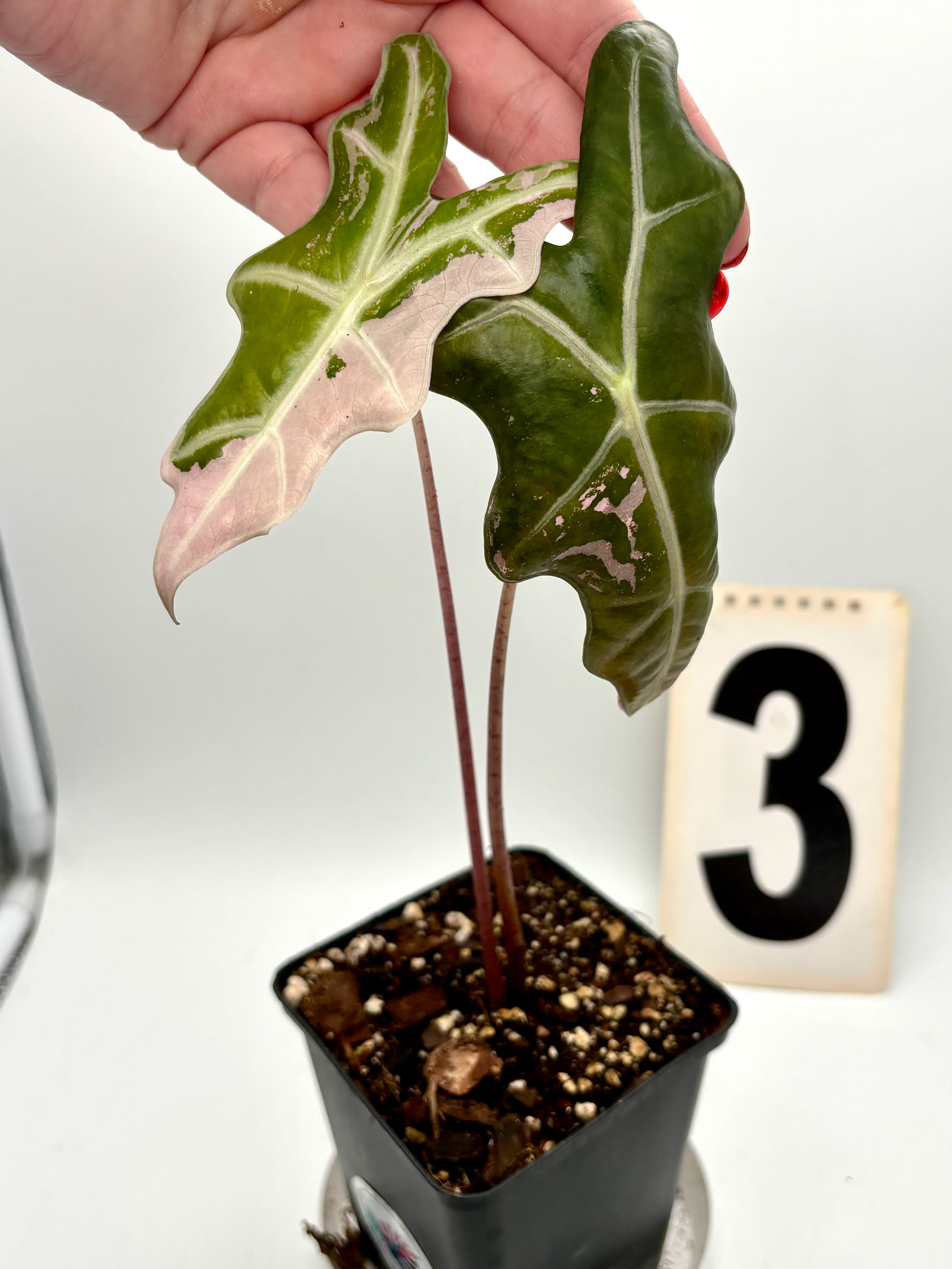 Vorschaubild 11