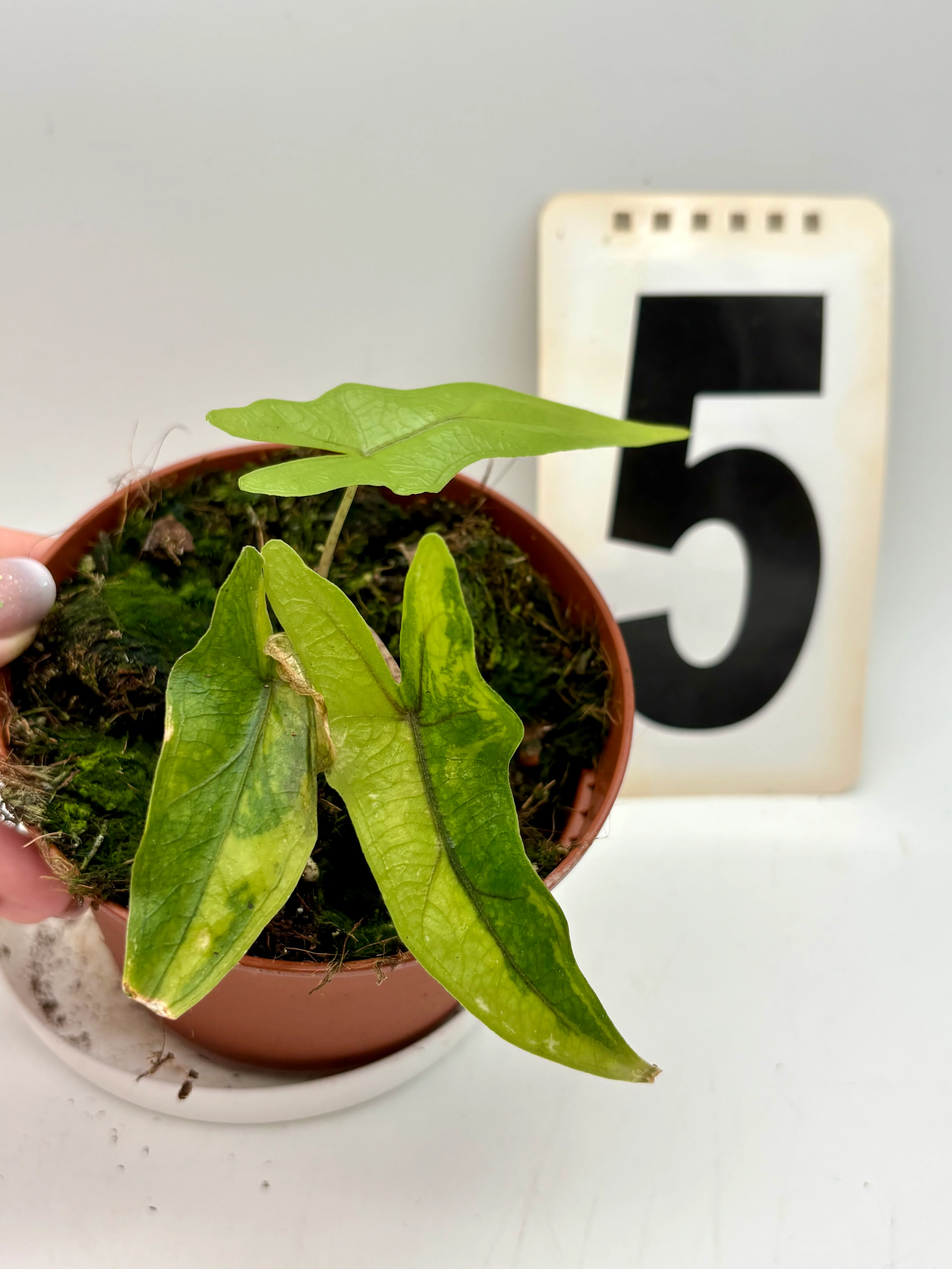 Vorschaubild 6