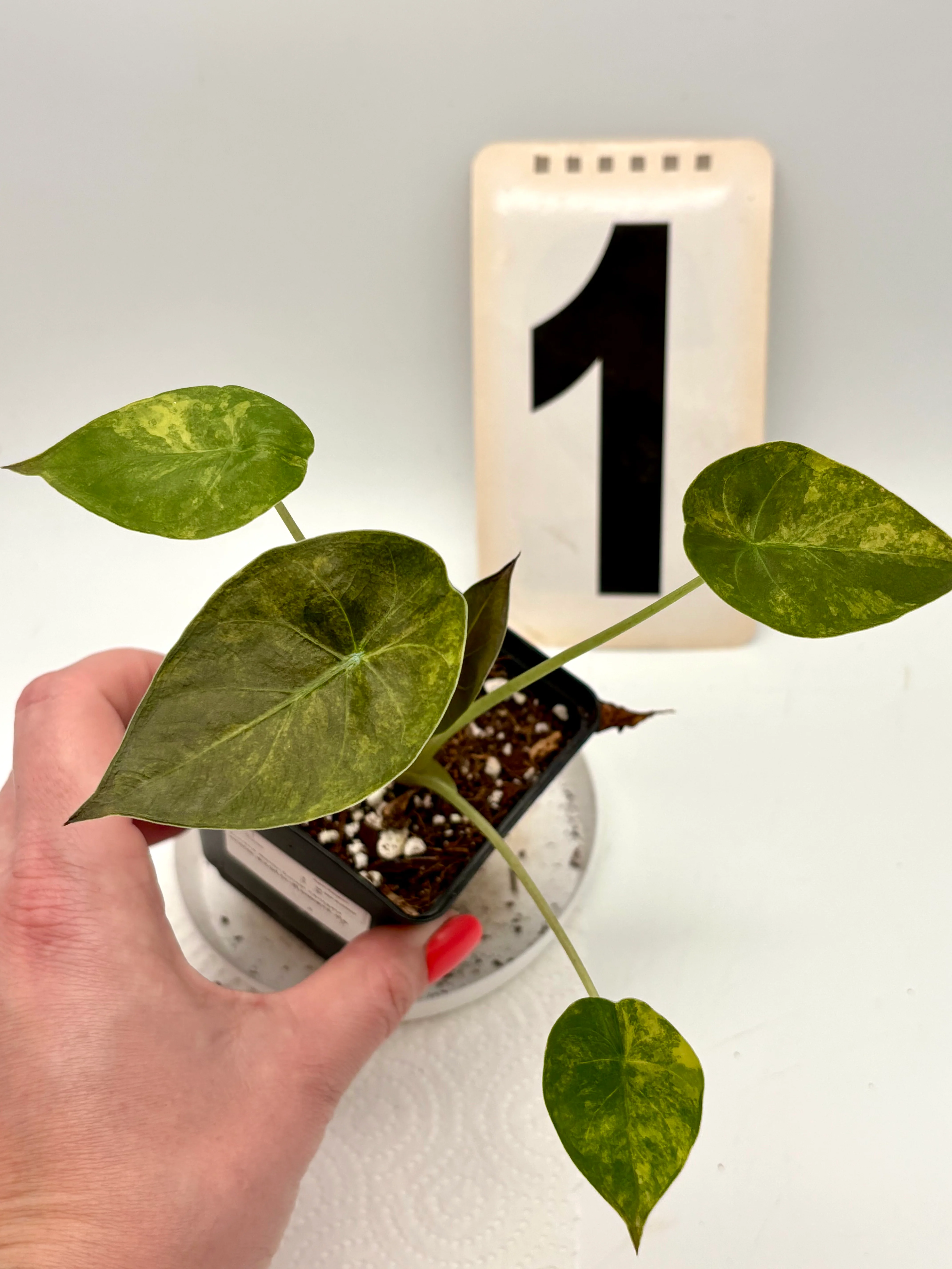 Produktbild 1
