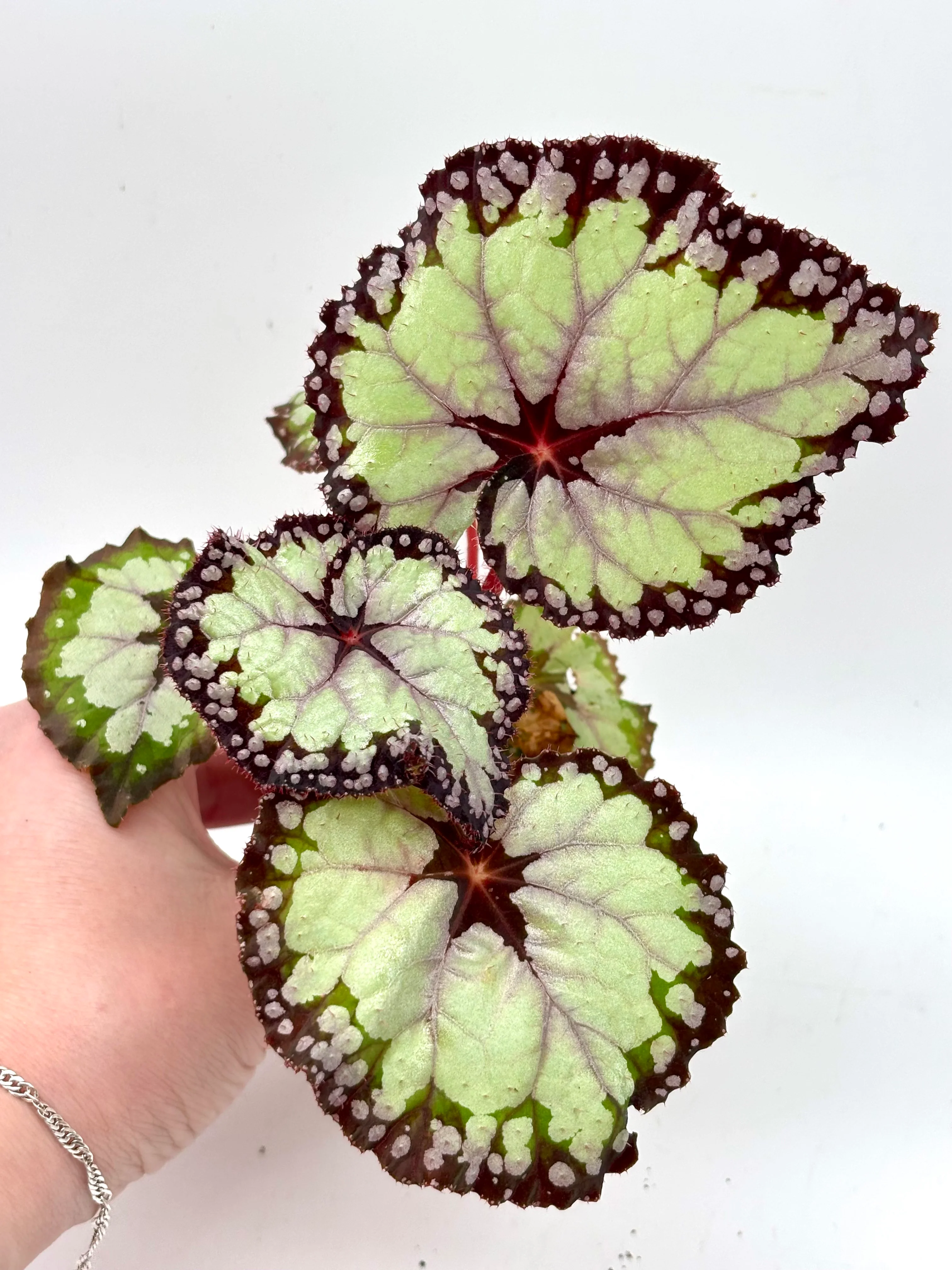 Vorschaubild 2