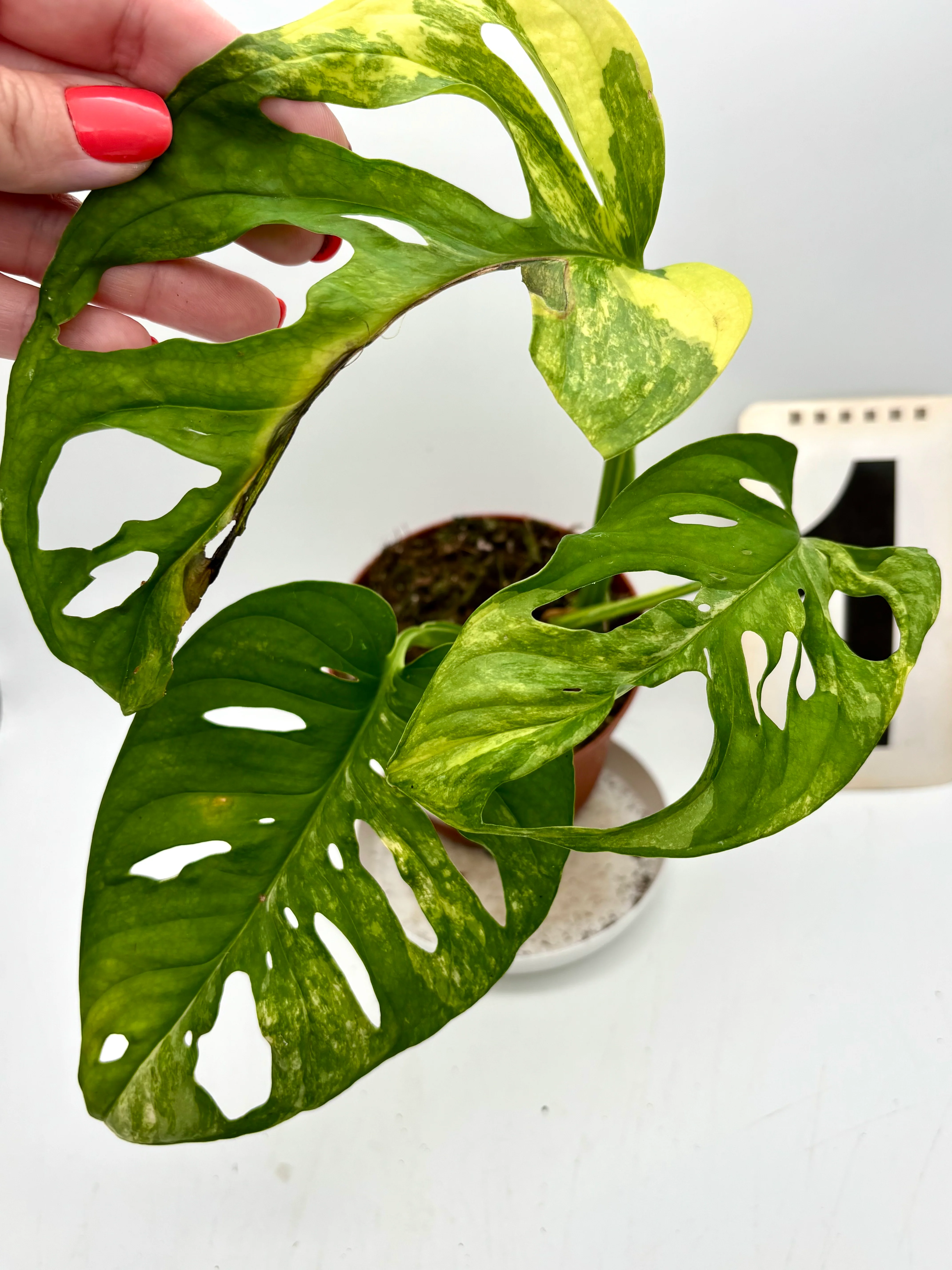 Monstera