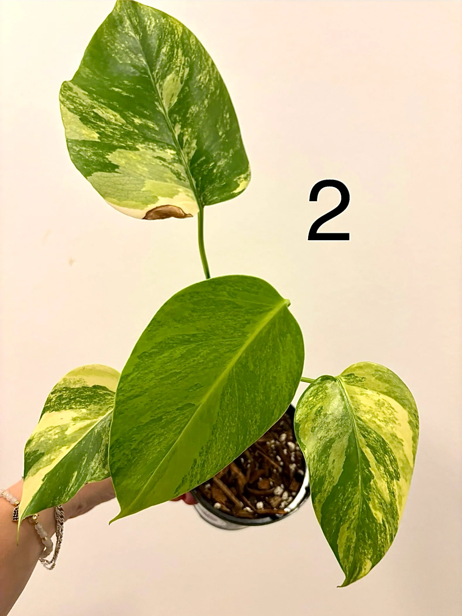 Vorschaubild 4