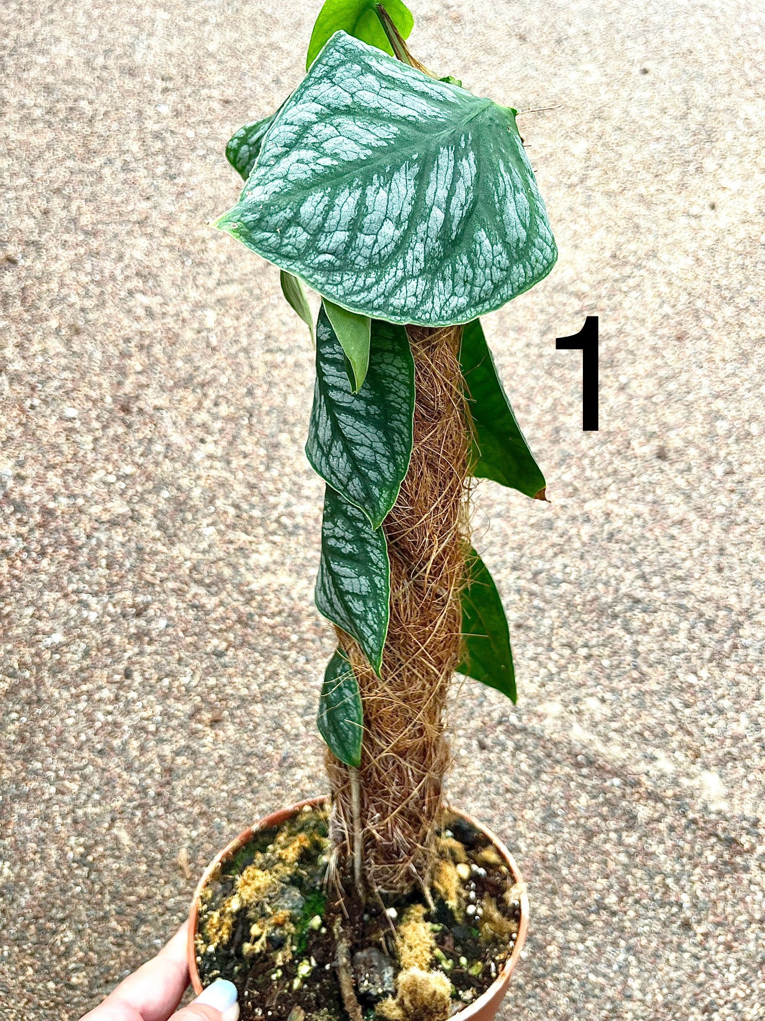 Vorschaubild 3