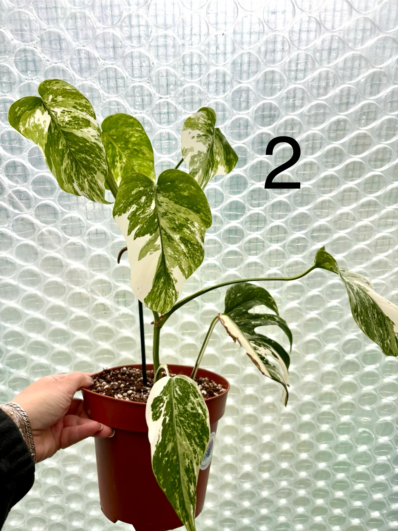 Vorschaubild 5
