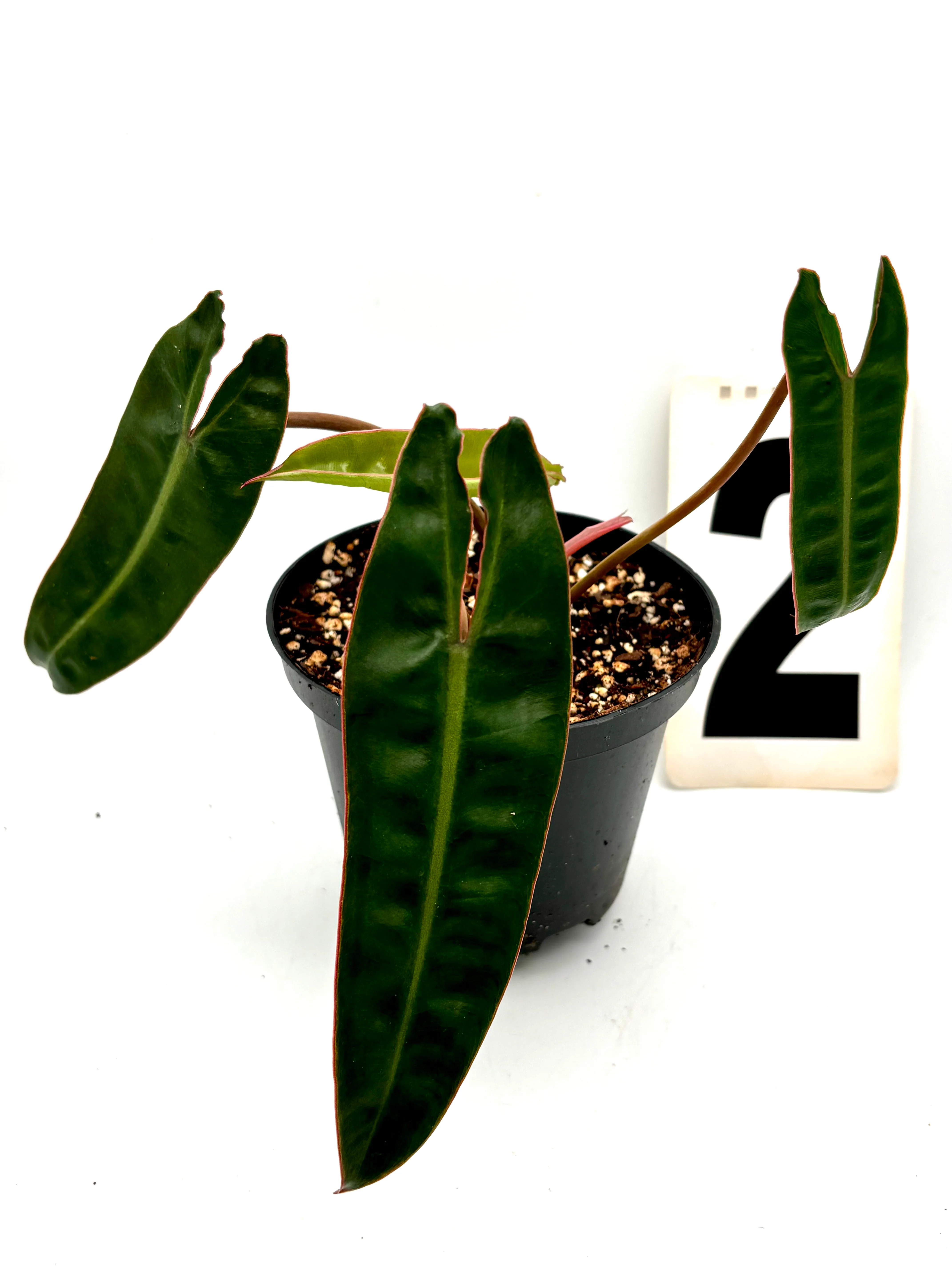 Vorschaubild 2