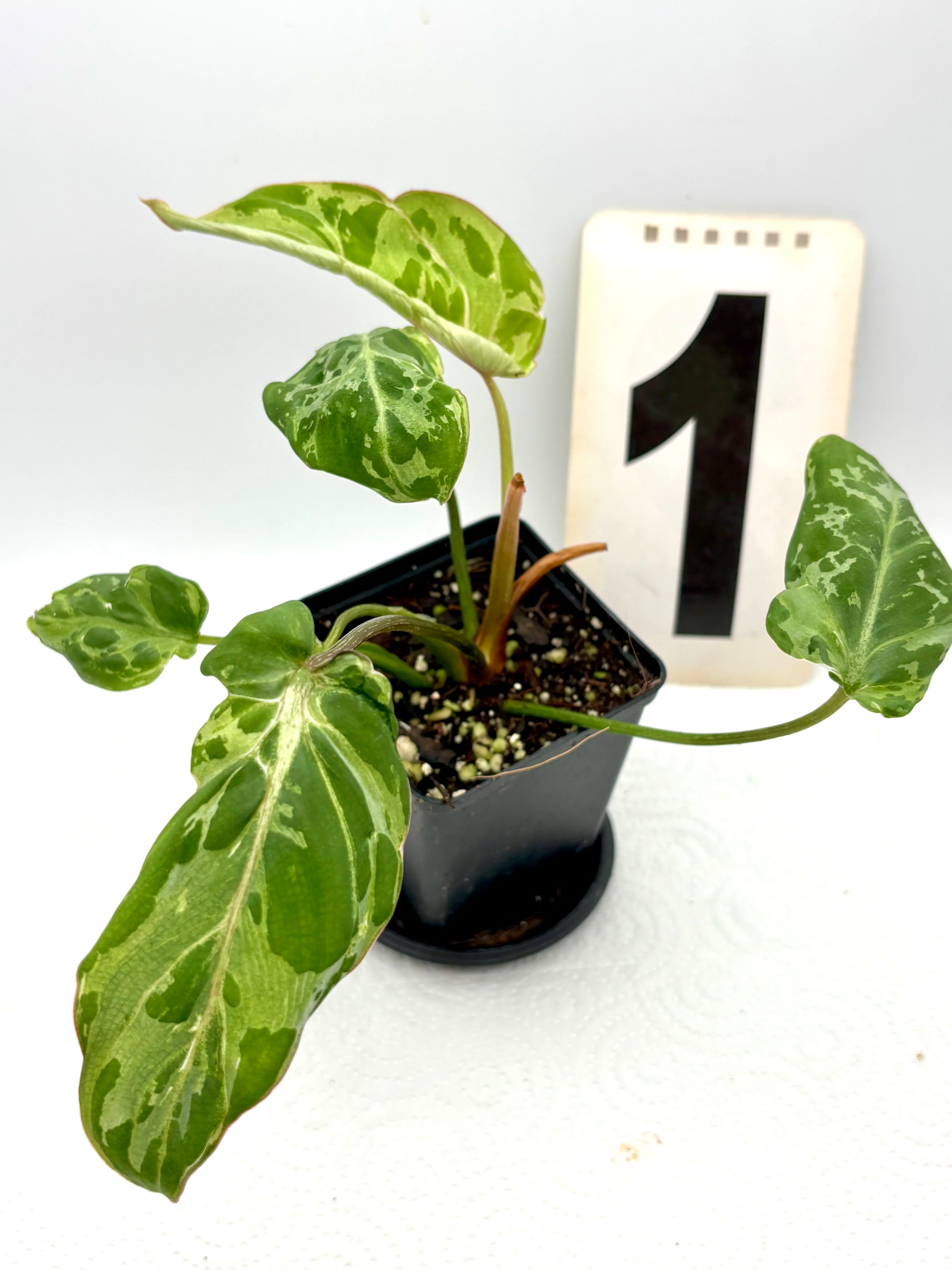 Produktbild 1