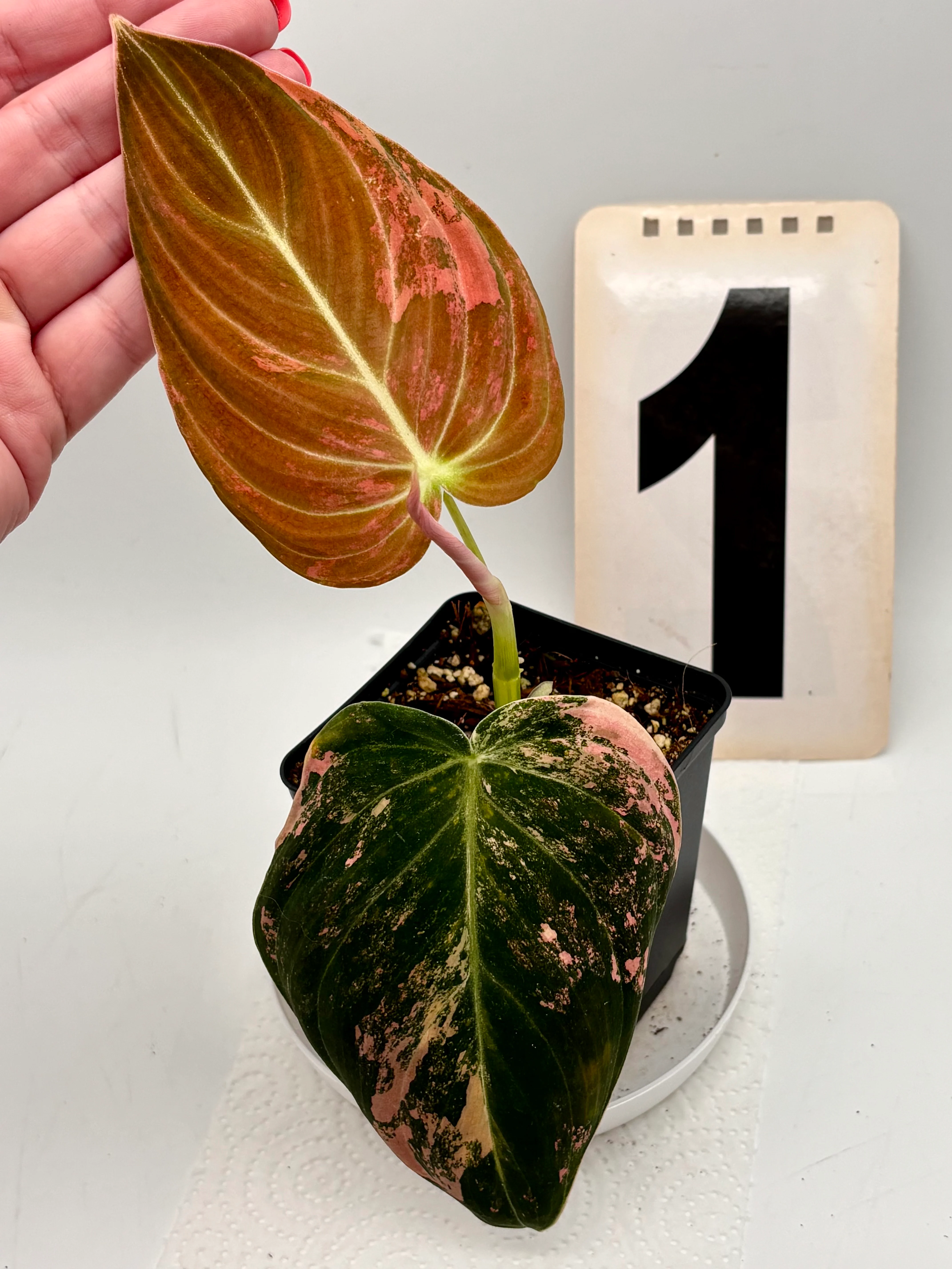 Produktbild 1