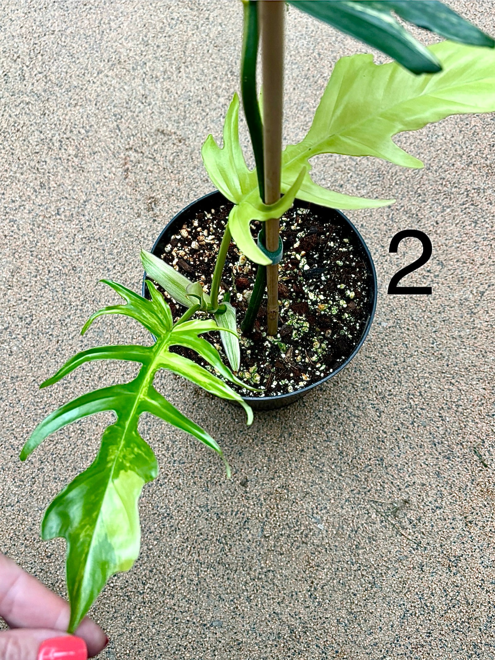 Vorschaubild 7