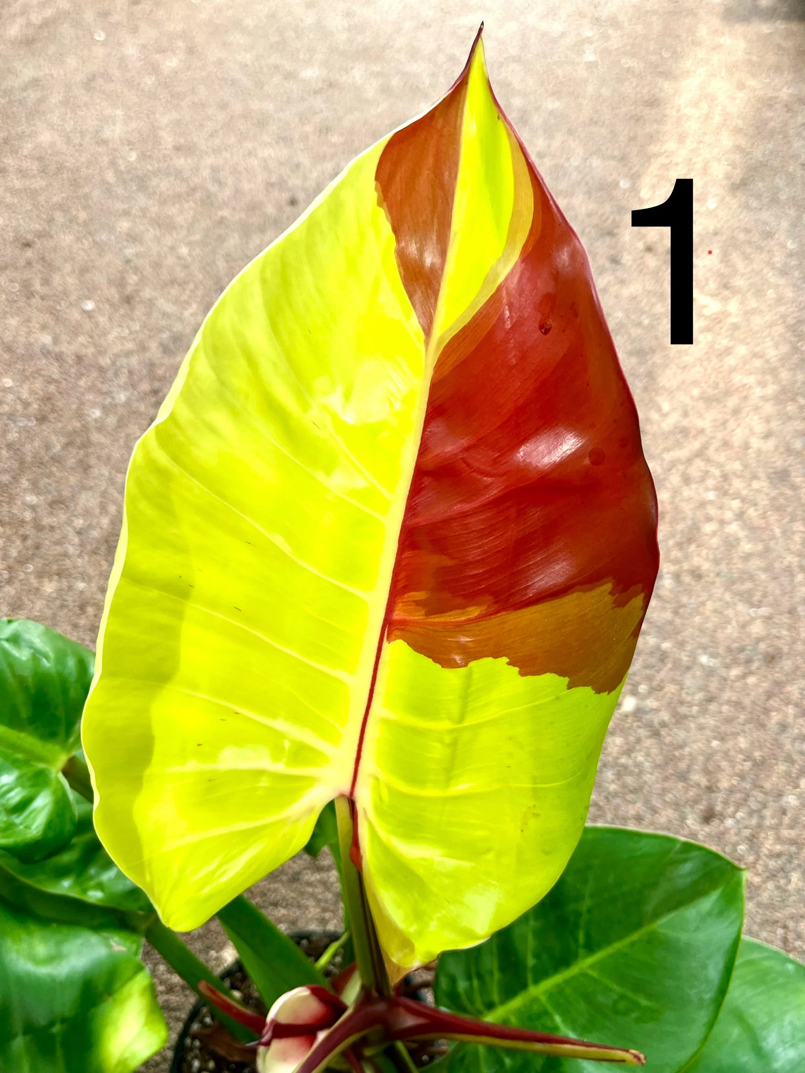 Vorschaubild 1