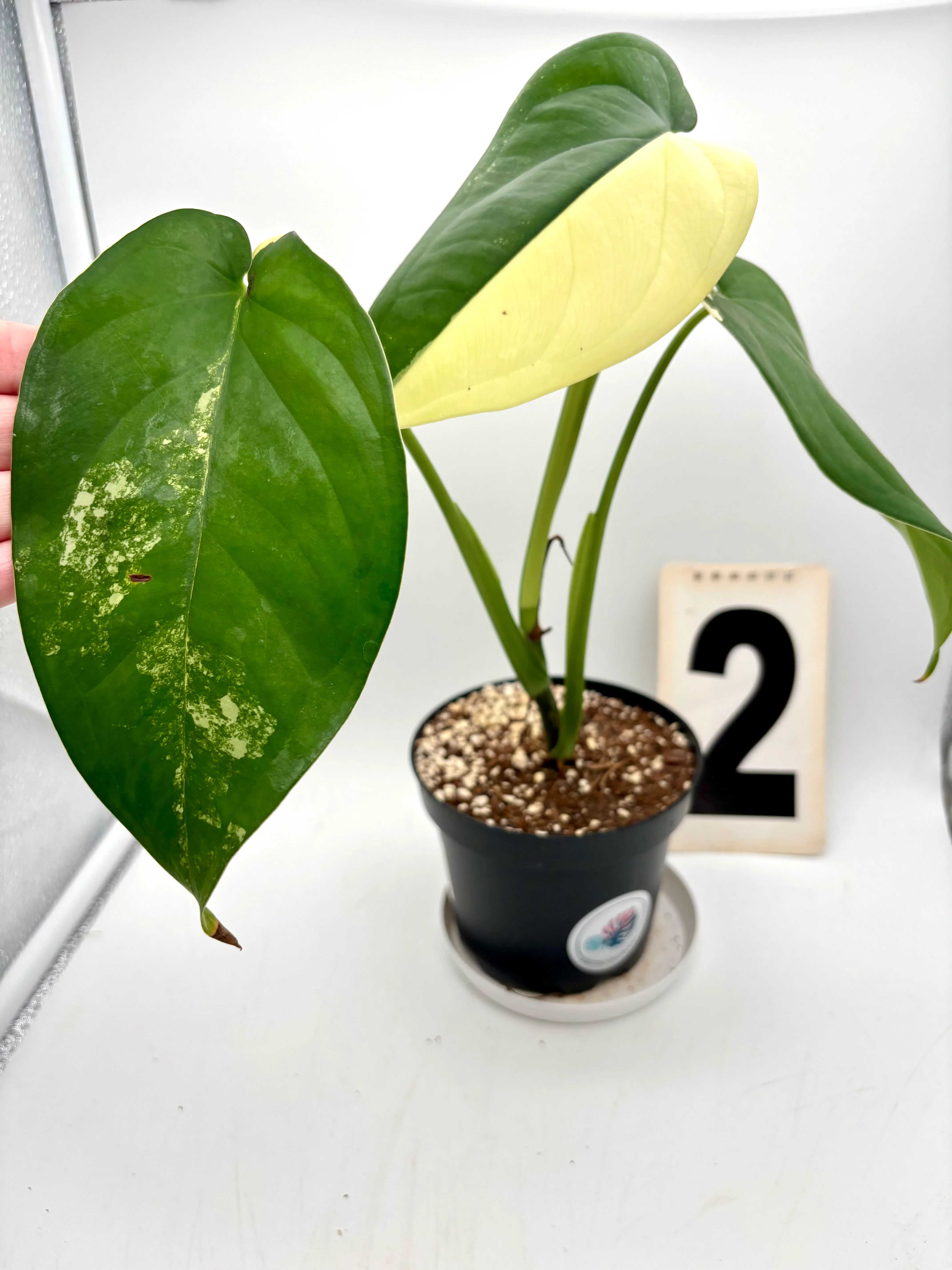 Vorschaubild 2
