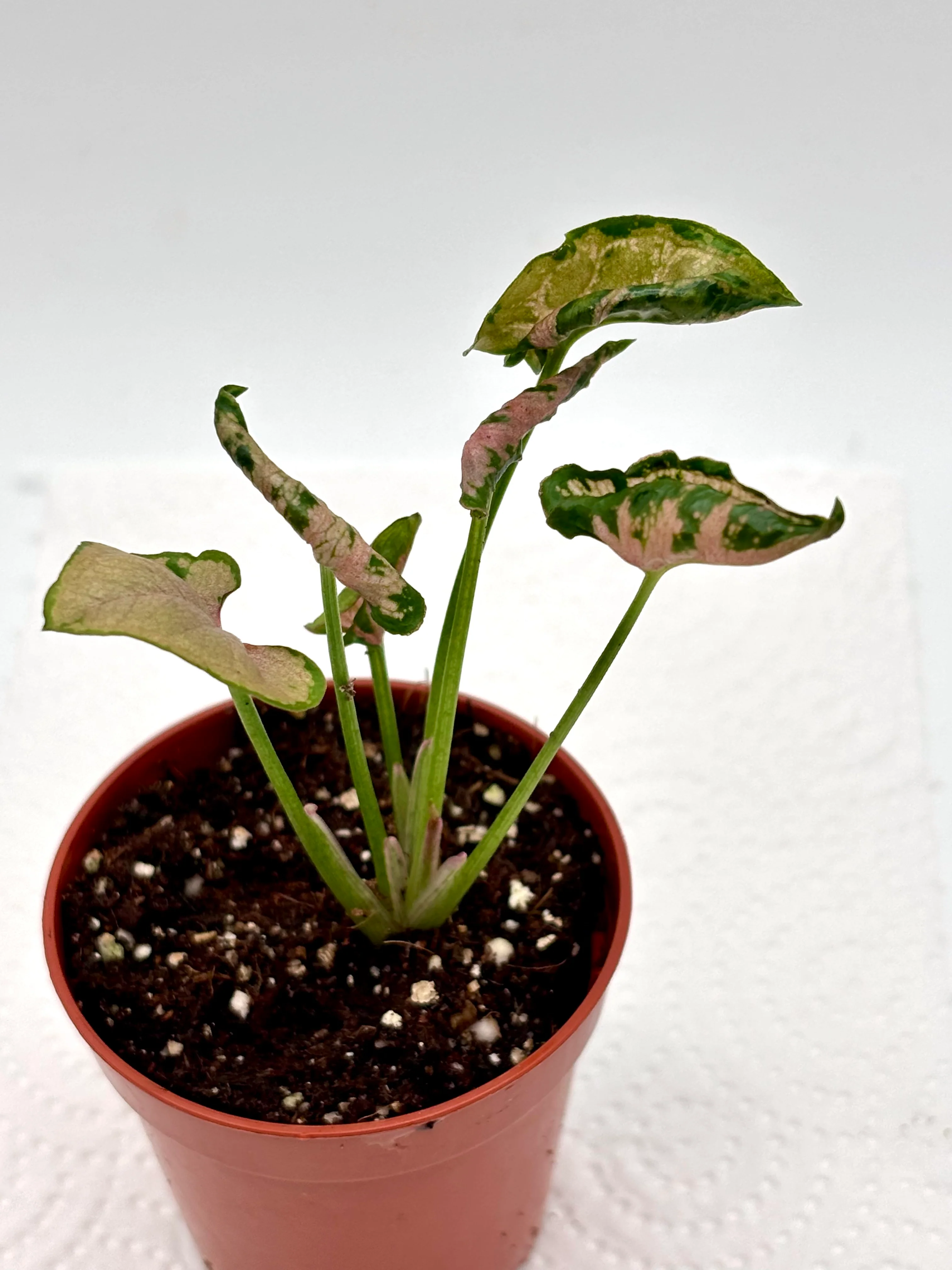 Syngonium